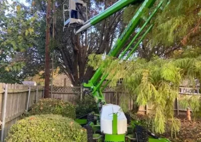 Comprehensive-Tree-Removal