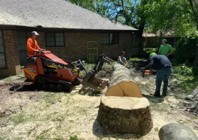 Professional-Tree-Specialists