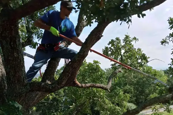 Tree Trimming and Pruning